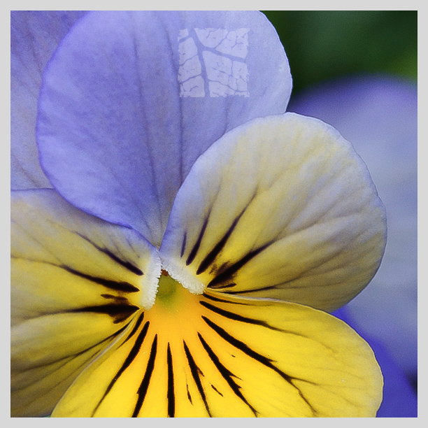 Viola cornuta_DSC08985.jpg