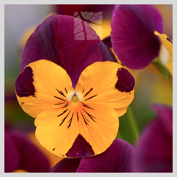 Viola cornuta_DSC2390.jpg